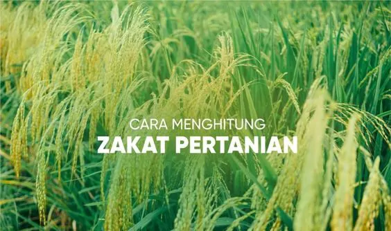 Ini Dia Nisab Zakat Pertanian Yang Benar, Jangan Sampai Keliru!