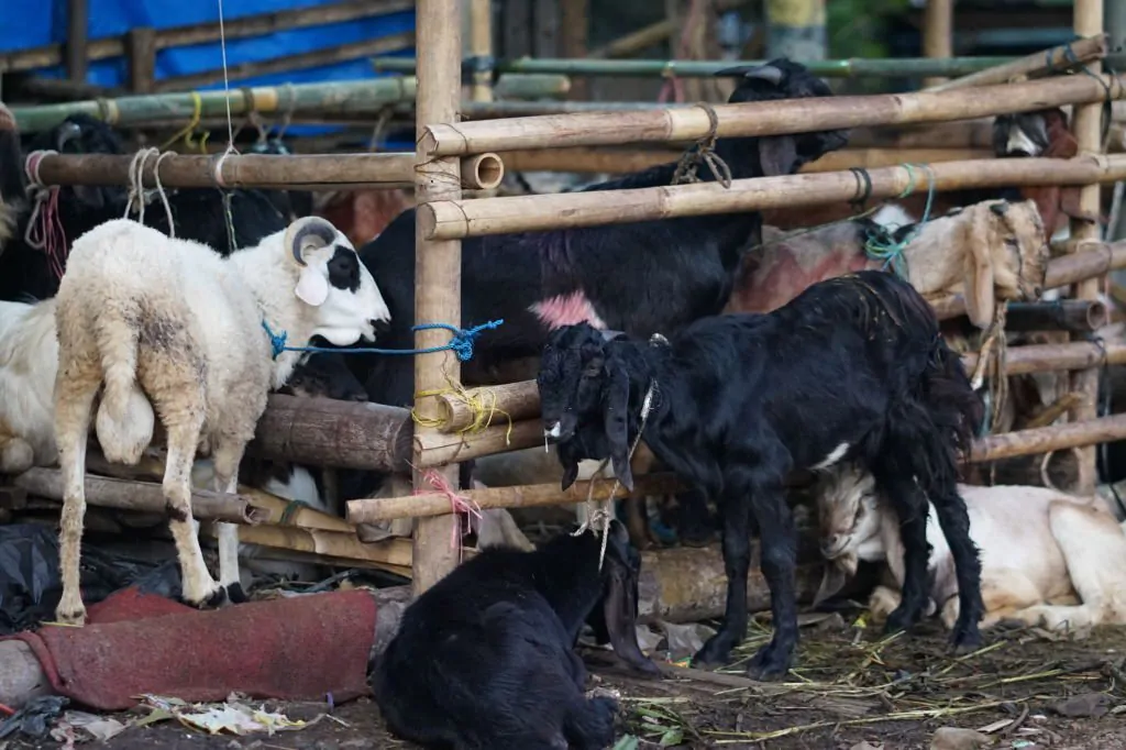 Apa Hukum Qurban Sebelum Aqiqah? Berikut Penjelasannya!