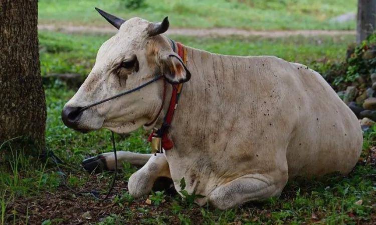 Kemaslahatan dalam berqurban, Sumber: pikiran-rakyat.com